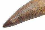 Bargain, Spinosaurus Tooth - Composite Dinosaur Tooth #214325-2